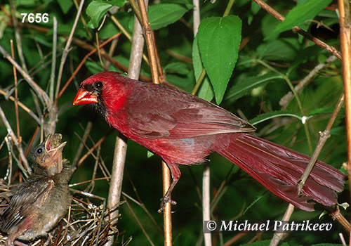 Northern Cardinal (Cardinalis cardinalis)